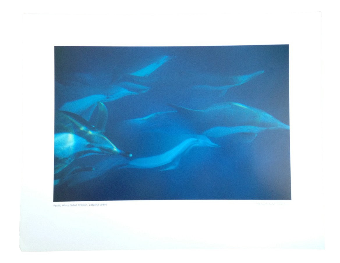 Póster de fotografía de naturaleza SCOTT WINER 'Isla Catalina del delfín blanco del Pacífico'